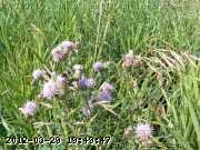 thistle_06-july001.jpg