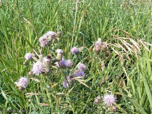 thistle_06-july001.jpg