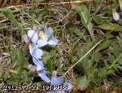 violets_wild_2008-05-30 010.JPG