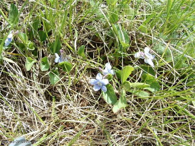 violets_wild_2008-06-05 102.JPG