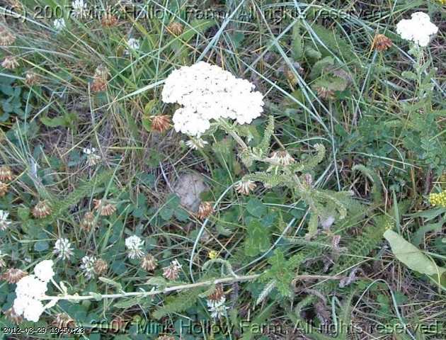 yarrow_06-july018.jpg