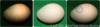 Click here to see the above egg with the location of the meat spot marked.