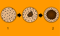 blastulation-by-pidalka44-wikimedia