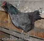 2009-05-23_08-52-28_253.jpg