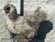 2009-05-23_08-54-11_255.jpg