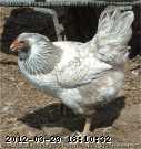 2009-06-16_12-13-49_001.jpg