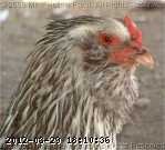 2009-06-16_12-16-02_001.jpg