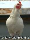 2009-06-16_12-19-27_001.jpg