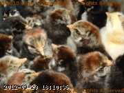 2009-06-22_22-10-10_001.jpg