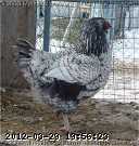 2008-11-22_11-10-22_001.jpg