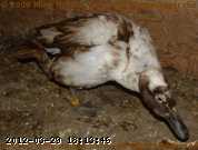 2009-04-21_09-18-28_001.jpg