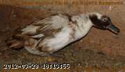2009-04-21_09-18-38_001.jpg