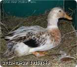 05-11-peggy-3_w.jpg