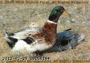 2009-04-18_09-12-55_001.jpg