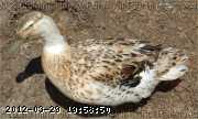 2009-06-16_12-17-28_001.jpg