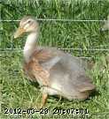 2008-06-08 036-sx.JPG