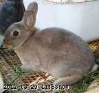 opal-06-06-01.jpg