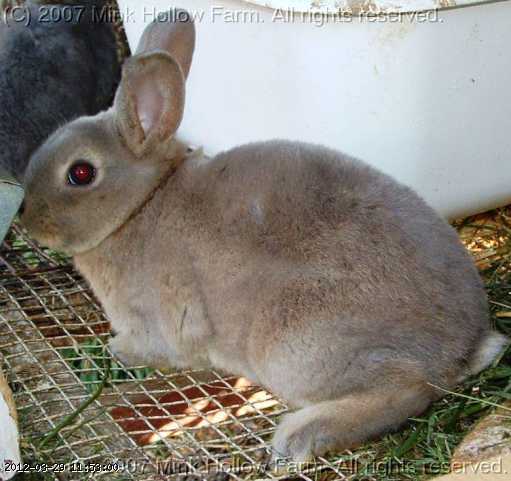 opal-06-06-01.jpg