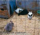 sm-rabbits-96.jpg