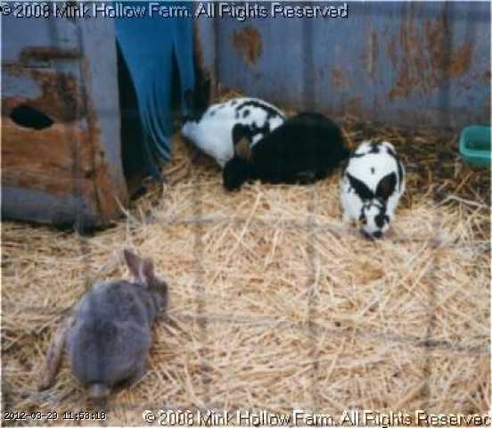 sm-rabbits-96.jpg