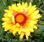 black-eyed-susan.jpg
