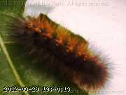 caterpillar.jpg