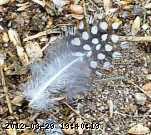 feather2.jpg