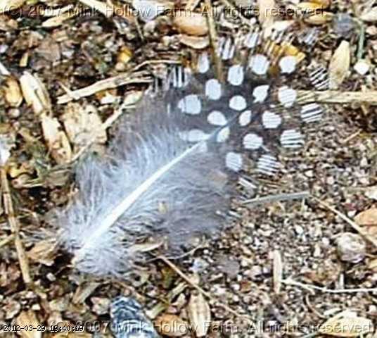 feather2.jpg