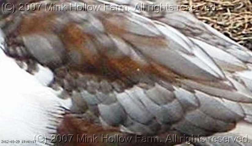 feathers3.jpg