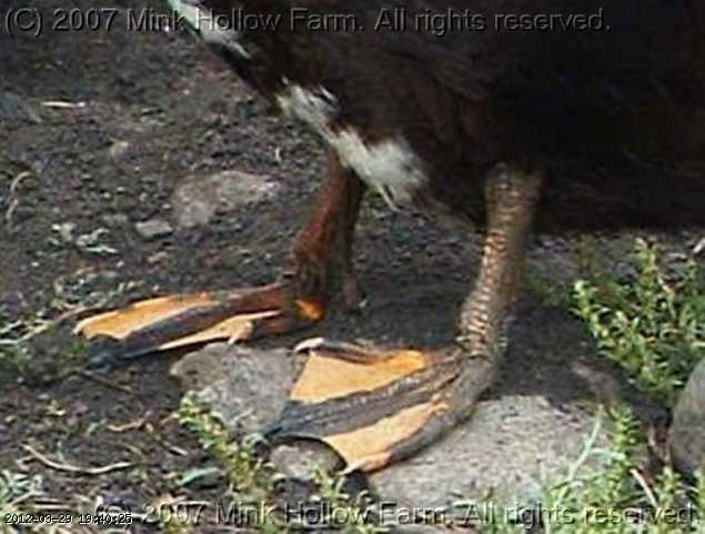feet2.jpg