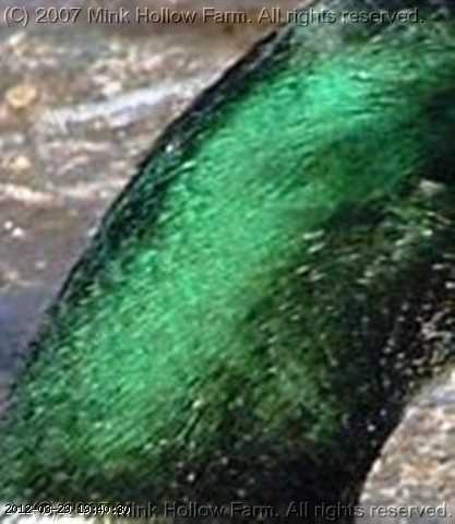 sa-neck.jpg