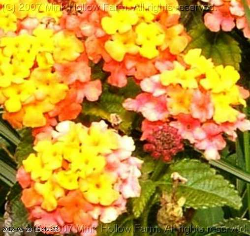 tiny-flowers.jpg