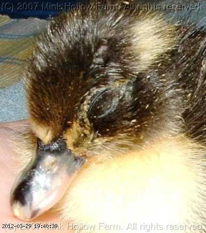 tooth-04-03-30 085.jpg