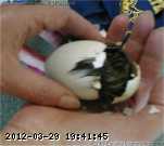ducks07_w.jpg