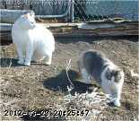 2004-cats-28-02-04-01.jpg
