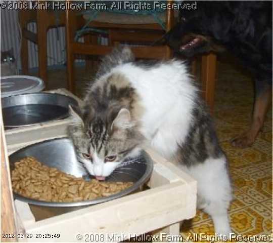 2004-morticia-01-04-04.jpg