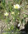 anemone-canada-2008-06-28-015.jpg
