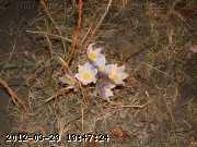anemone_05-apr 253.jpg