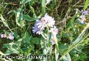aster-06-july004_edited.jpg