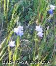 bluebells_06-july014.jpg