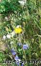 bluebells_06-july015_edited.jpg