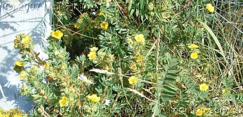 cinquefoil_shrubby_06-july034_.jpg