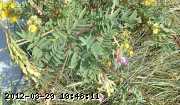 cinquefoil_wild_06-july034.jpg