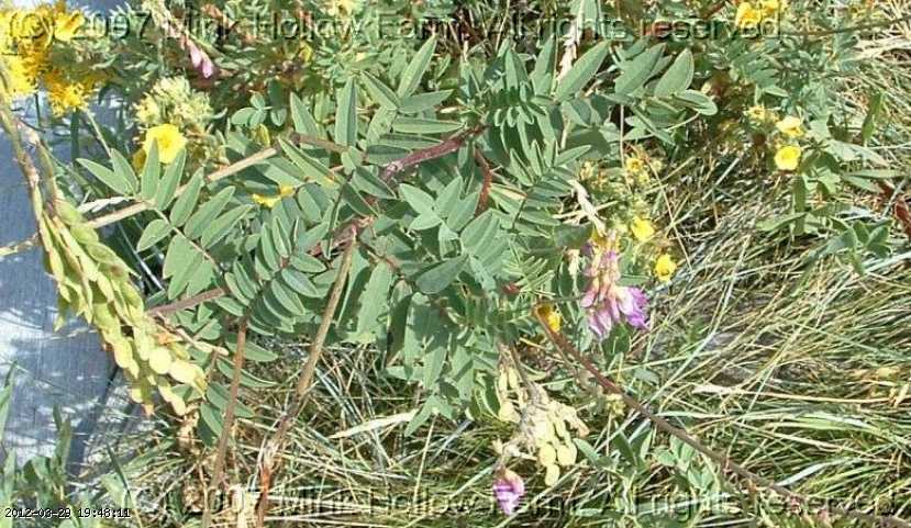 cinquefoil_wild_06-july034.jpg