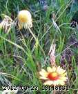 gaillardia_06-july017.jpg