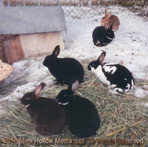 1995-12-bunnies-01_wm.png