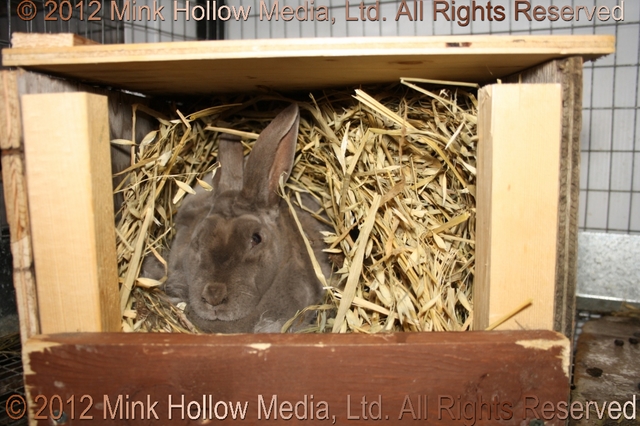 Wooden nestbox: All done. Waiting for the babies to come. Wooden nestbox: All done. Waiting for the babies to come.