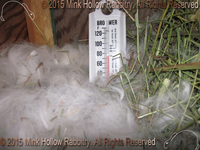 Nestbox Temps Nestbox Temps