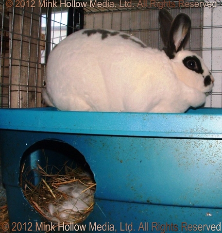 Tote Bin Nestbox: Does often like to sit on the top of the bin. In the winter,... Tote Bin Nestbox: Does often like to sit on the top of the bin. In the winter,...