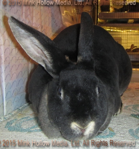 winnie-2015-12-13_18-02-54_wm.jpg